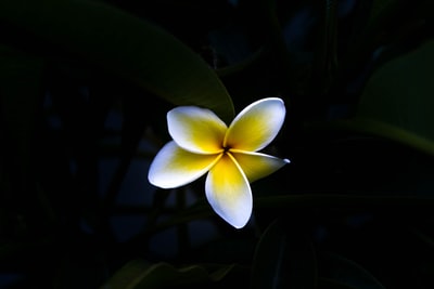 黑白花和黄花的微距摄影